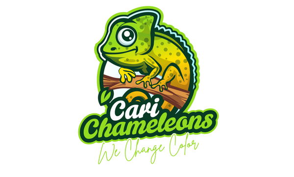 Cari Chameleons 